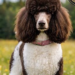 Ely - Poodle