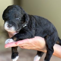 Irene - Tri-color female Bernedoodle puppy in Yuciapa, California from AlltheDoodlez_