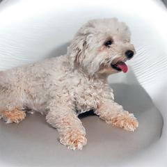 Paris - Shichon