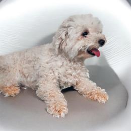 Paris - Shichon