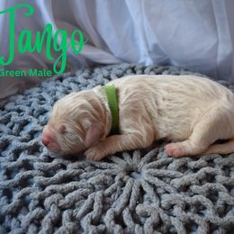 Goldendoodle Puppies from Wild Blum Doodles
