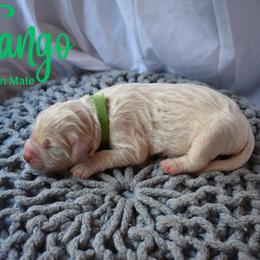 Goldendoodle Puppies from Wild Blum Doodles