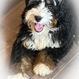 Magnolia - Bernedoodle