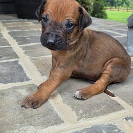 Duma (orange collar) - Rd whtn blk nose male Rhodesian Ridgeback puppy in Gaffney, South Carolina from Circle D Farms