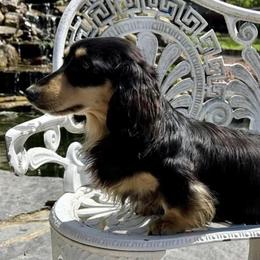 Hazel - Dachshund