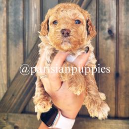 Selene - Apricot female Goldendoodle puppy in Spring Hill, Florida from Parisian Puppies