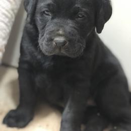 Dachshund and Labrador Retriever Puppies from Mountain Farm Dachshunds & English Labs