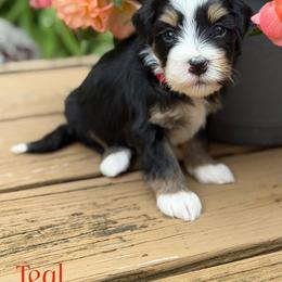 Teal - male Australian Mountain Doodle puppy in Henry, Illinois from Rowe Farms Doodles