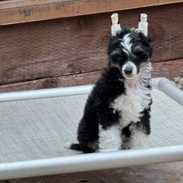 Puppy 1 - Black white and tan male Chinese Crested puppy in Dublin, California from Show Style Chinese Cresteds