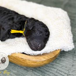 Yellow Boy - Black male Goldendoodle puppy in Carthage, Tennessee from Willows Doodles