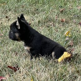 French Bulldog Puppies from Christie's Frenchies