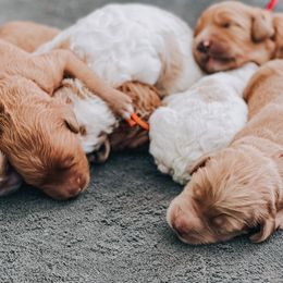 Goldendoodles from Blessed Beyond Doodles