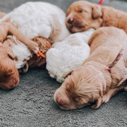 Goldendoodles from Blessed Beyond Doodles