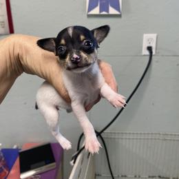Girl 2 dots - White black and tan female Toy Fox Terrier puppy in Lee’s Summit, Missouri from 3T’s Toy Fox Terriers
