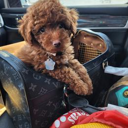 Blaze - Goldendoodle