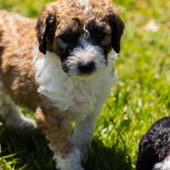 Bernedoodle, Saint Berdoodle, and Sheepadoodle Puppies from Yankee Doodle Puppies