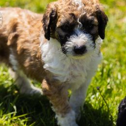 Bernedoodle, Saint Berdoodle, and Sheepadoodle Puppies from Yankee Doodle Puppies