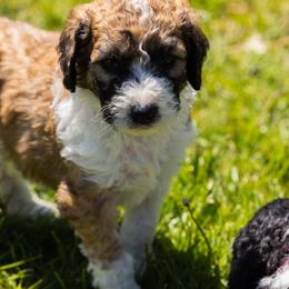 Bernedoodle, Saint Berdoodle, and Sheepadoodle Puppies from Yankee Doodle Puppies