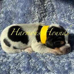 Bambi - Blue ticked and tan female Bluetick Coonhound puppy in Mount Pleasant, Texas from Harmons Hounds