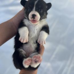 Pembroke Welsh Corgi Puppies from Courtlyn's Corgis