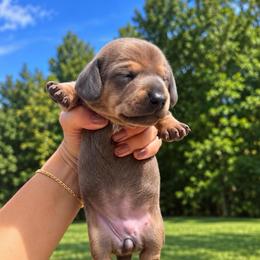 Baby Blue Girl - 3500 - Gray (blue) and tan female Dachshund puppy in Bremen, Georgia from Jones Royal Kennels / Jones Miniature Dachshunds