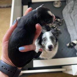 Boy 1 - Black & white male Miniature Australian Shepherd puppy in Fort Collins, Colorado from Basil’s Sweet Creatures
