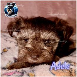 Adele - Liver female Miniature Schnauzer puppy in Spruce Pine, North Carolina from Schnauzers of Blue Ridge