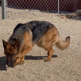 Tink - Black and red female German Shepherd puppy in Whitewater, California from Vom Haus Metzler Shepherds