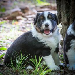 Black Tri - Black tri male Miniature American Shepherd puppy in Valparaiso, Indiana from Wigglebutt