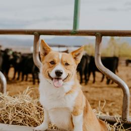 Rooster - Red male Pembroke Welsh Corgi puppy in Elberta, Utah from 3F Farms- Pembroke Welsh Corgis and Irish Wolfhounds