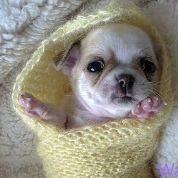 Chihuahua puppies from Snowy Mountains Chihuahua