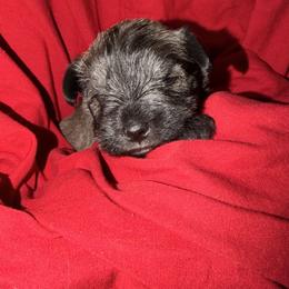 Sky - Salt and pepper female Miniature Schnauzer puppy in Bellingham, Washington from Tiki Love Farm
