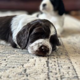 English Springer Spaniel Puppies from Murphy Farms and Springers