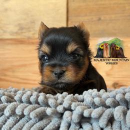 Valor - Black and gold male Yorkshire Terrier puppy in Baker, West Virginia from Majestic Mountain Yorkies