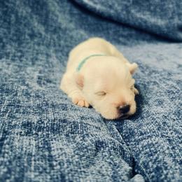 Archie - White male West Highland White Terrier puppy in Toronto, Ohio from Shekinah’s Mi-Kis & Cricket Hill’s Westies
