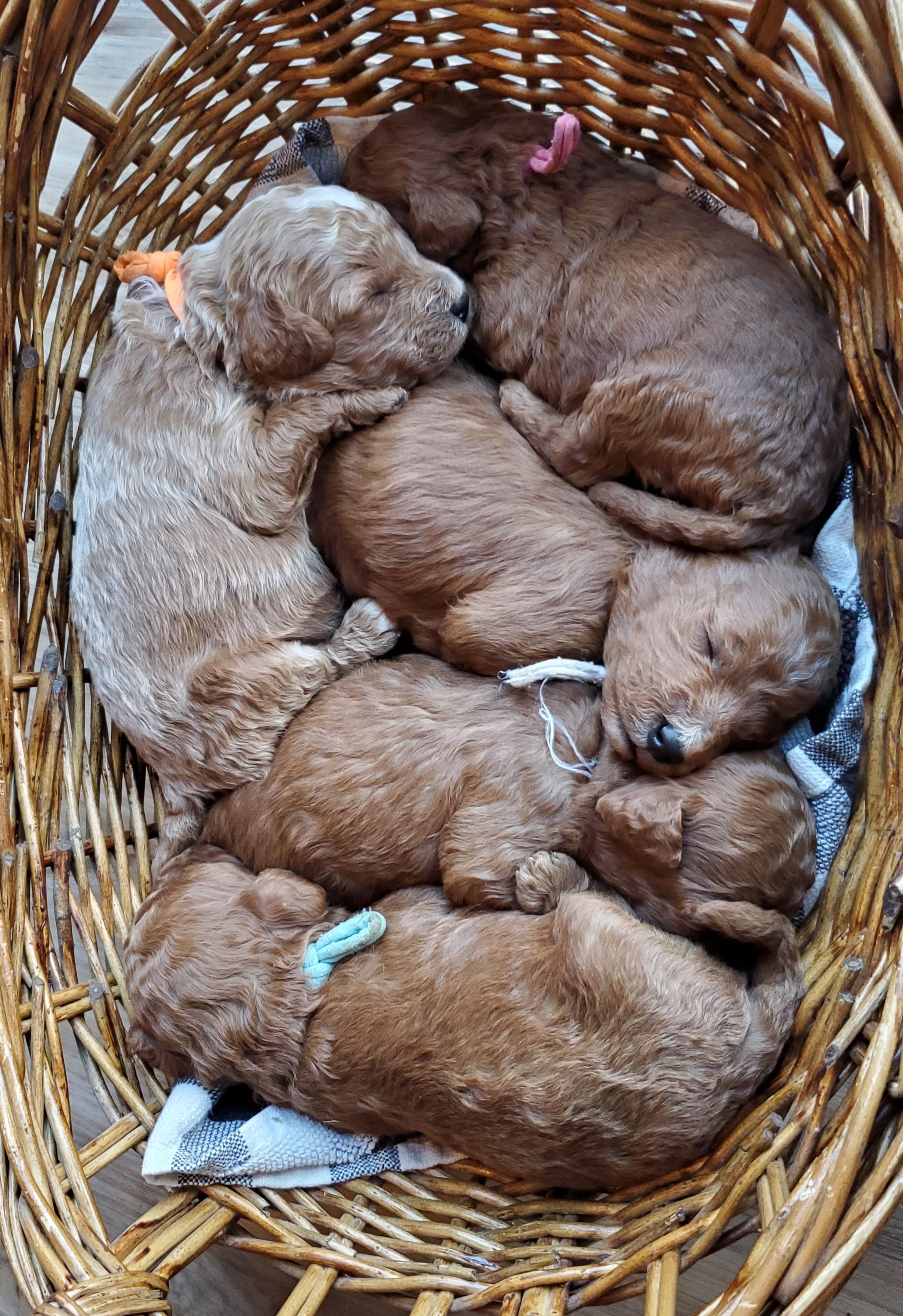 Cavapoo Storage Basket Cavapoo Storage Basket