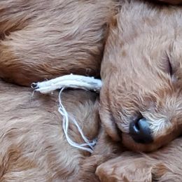 Cavapoos from Catch A Cavapoo