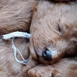 Cavapoos from Catch A Cavapoo
