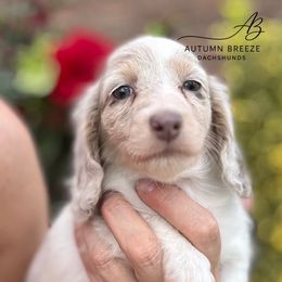 Bella - Fawn (isabella) and cream female Dachshund puppy in Clever, Missouri from Autumn Breeze Dachshunds