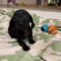 Scout - Black male Dachshund puppy in Los Angeles, California from Dachshunds of the Desert