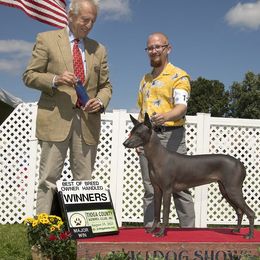 Taika - Xoloitzcuintli