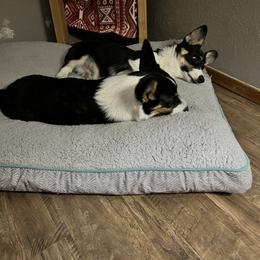 Pembroke Welsh Corgi Puppies from S7 Corgis and Chaos