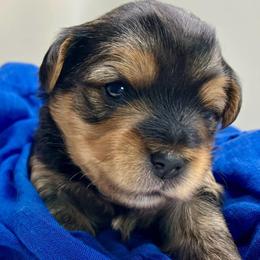 Lyric - Black and tan male Yorkshire Terrier puppy in Galesburg, Illinois from Sunny Sky Yorkies