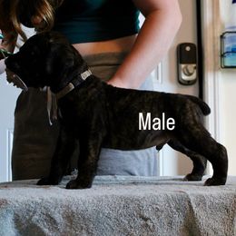 Boy 3 - Chestnut brindle male Cane Corso puppy in Homestead, Florida from Sabal Palm Cane Corso