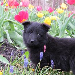 German Shepherd Puppies from Freeze Farms