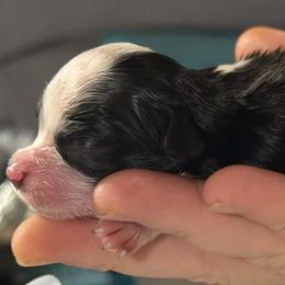 Polly - Black tri female Toy Australian Shepherd puppy in Ba, Oklahoma from Too Many Kisses Toy Aussie Kennel