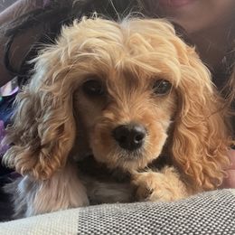 Honey - Cavapoo