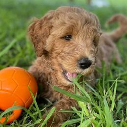 Goldendoodles from North Texas Doodle Darlins