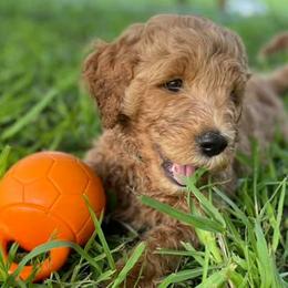 Goldendoodles from North Texas Doodle Darlins