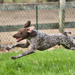 German Shorthaired Pointer All Grown Up from Windward German Shorthaired Pointers